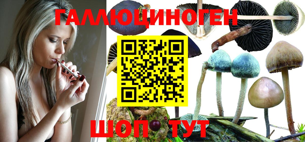 Галлюциногенные грибы Psilocybe Реутов